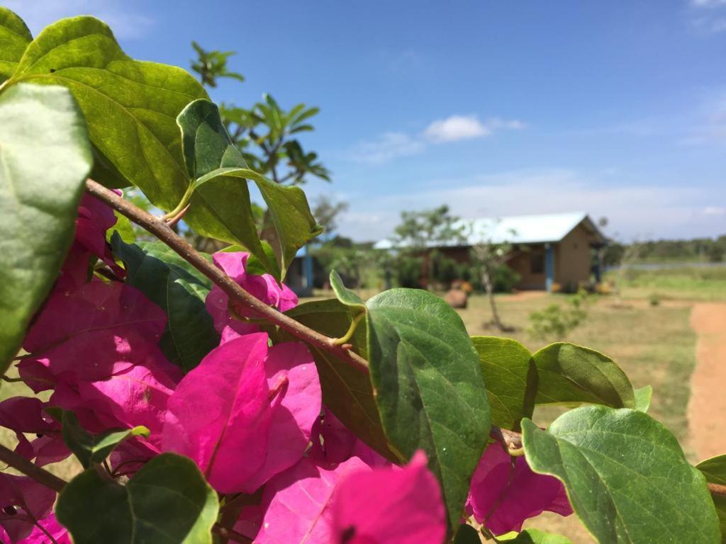 Rho Sigiriya Lake Edge Retreat Kibissa 외부 사진